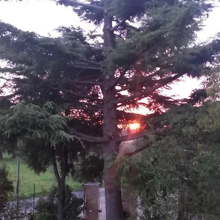 Il Gallo